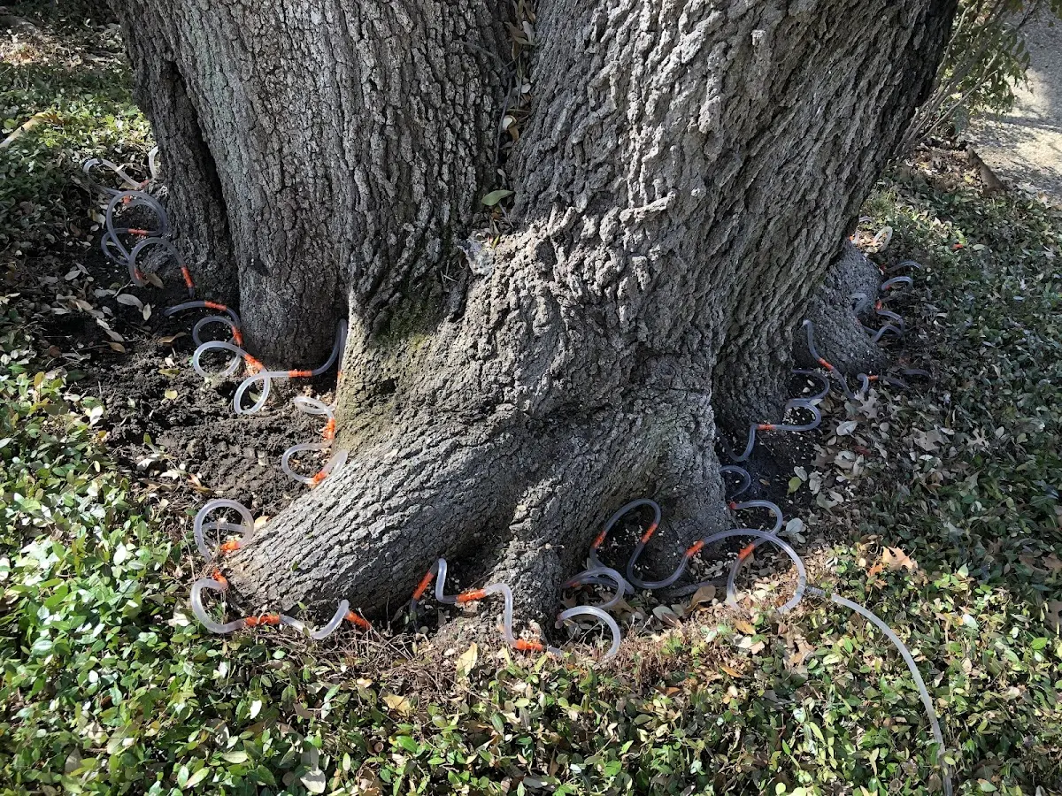 Detailed Tree Cabling and Bracing job site in Shipshewana