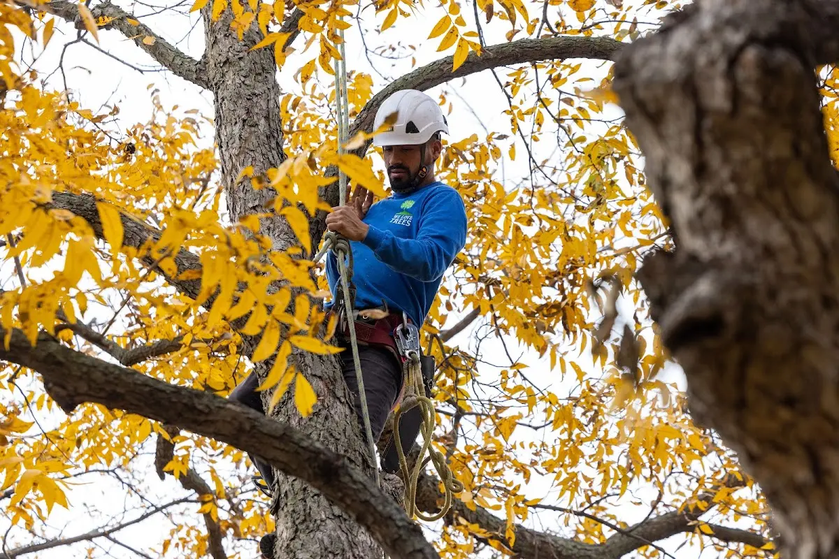 Skilled Storm Damage Cleanup crew working in Shipshewana